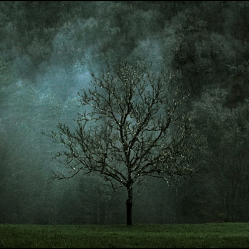 02-Arbre-le-soir-_DSC6509asc