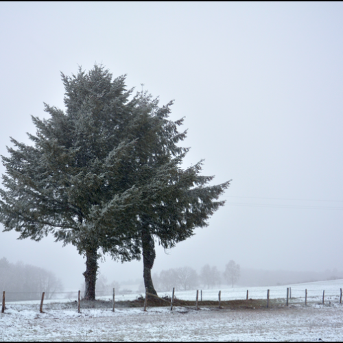 2019-01-DSC_1807a-la-Goutelle